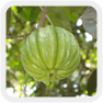 Garcinia Cambodian